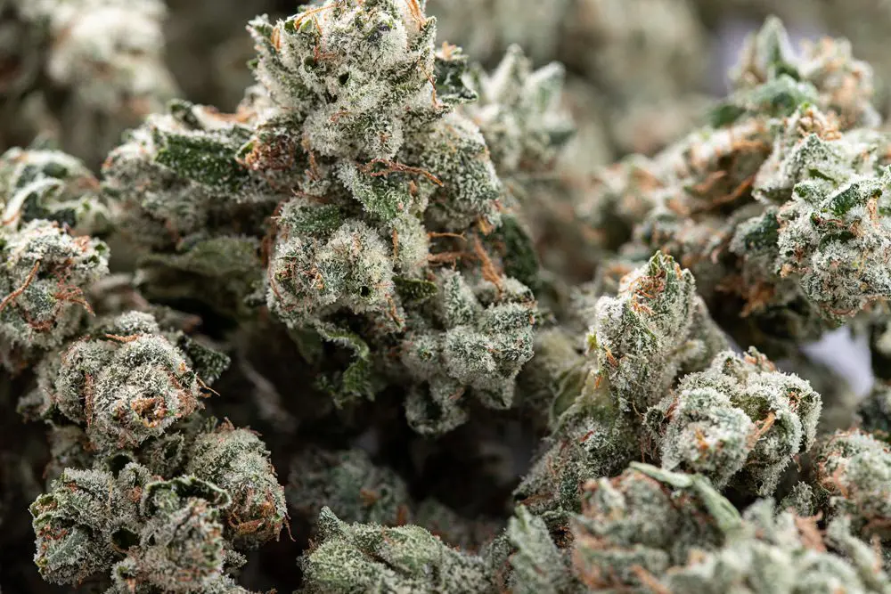 Discover Premium CBD OG Kush at Green Leaf Store EU: Hand-Selected for Superior Quality