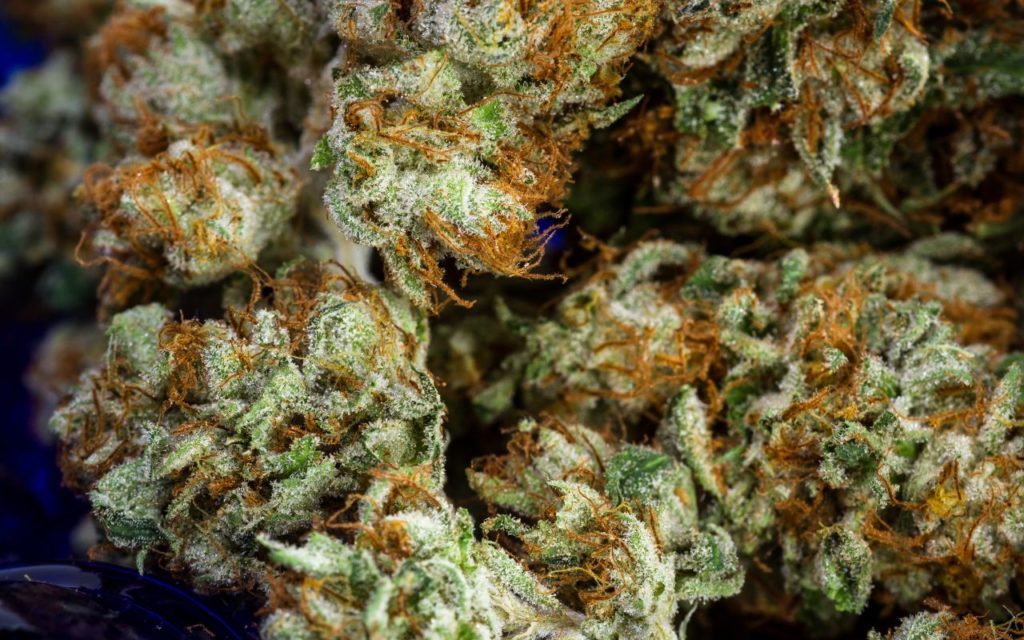 Variedades seleccionadas y perfil aromático único con CBD flowers wholesale de La Cosechera