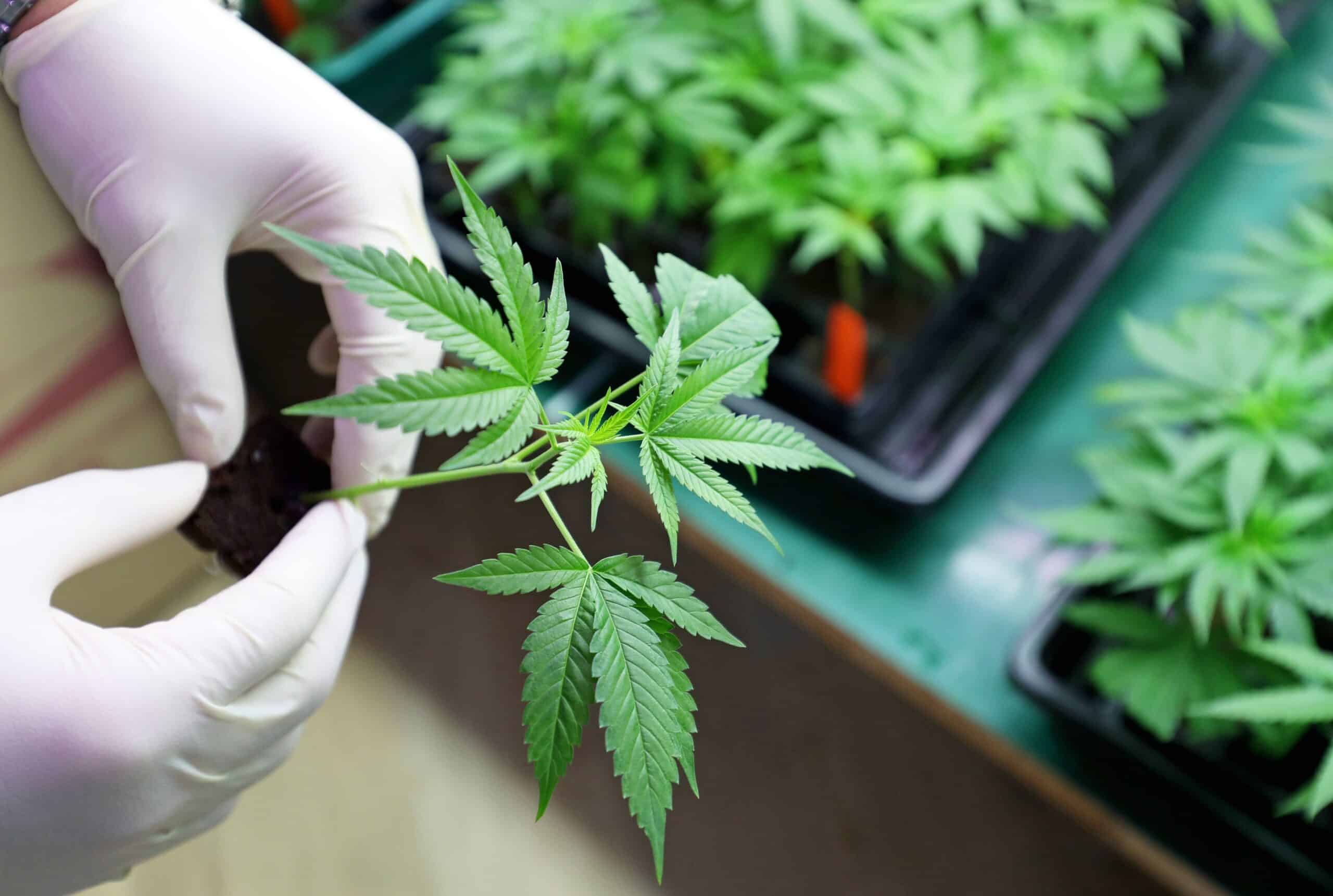 Buy marijuana Online AU: Shop Premium Cannabis Products with Confidence at Ganja Space