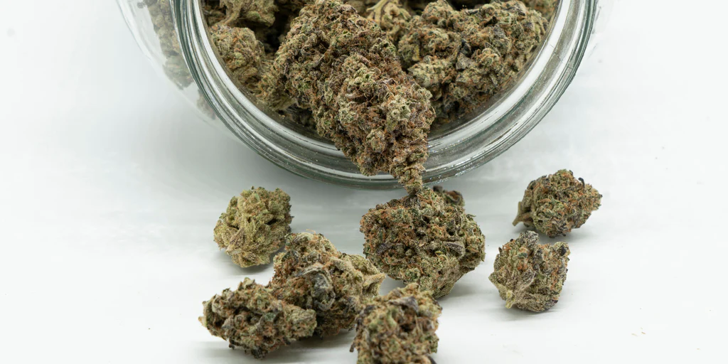 Premium ky jealousy strain Available for Cannabis Lovers Seeking Potency and Quality
